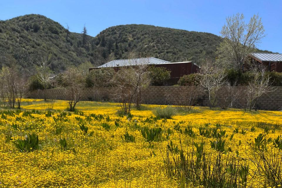 Bright yellow flowers blooming below Cabin Row